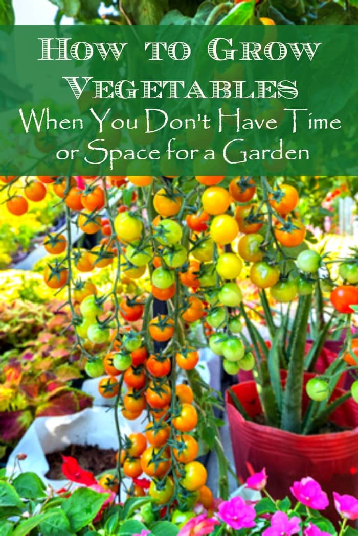 How to grow vegetables - when you don't have time or space for a garden. | Real food | Container gardening | Healthy diet