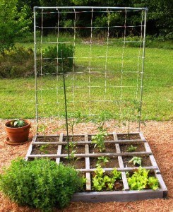 How to grow vegetables - when you don't have time or space for a garden. Herbs | Real food | Healthy diet